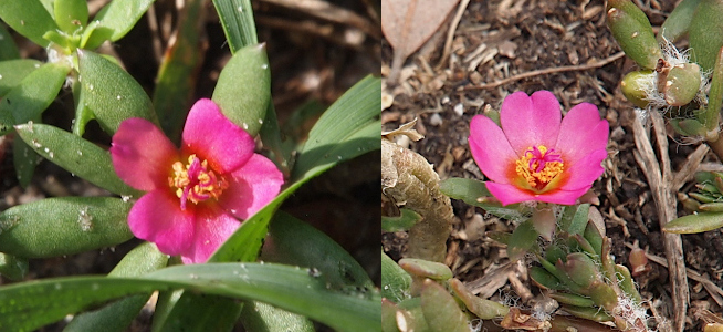 [Two photos spliced together. On the left the bright pink flower with five wide petals and yellow and pink stamen curled in the center faces the camera. Its long slim smooth leaves spiral around the flower. On the right a different bud faces upward and the center section gives the appearance of a bouquet inside the petals.]